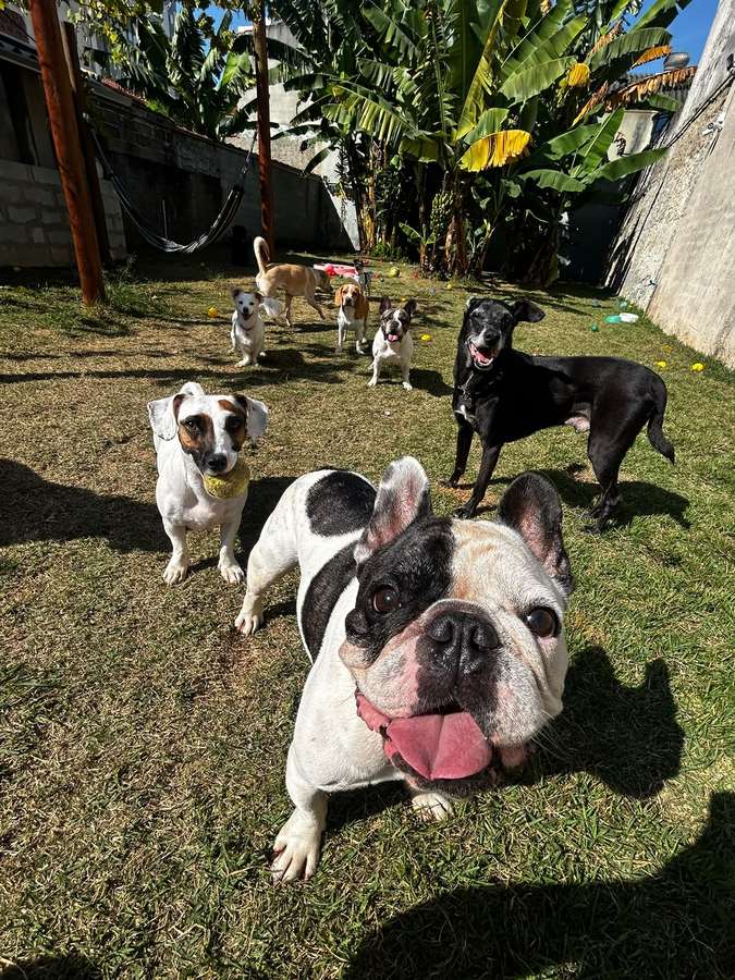 Bulldog francês sorrindo em primeiro plano, com outros cinco cães ao fundo no gramado ensolarado