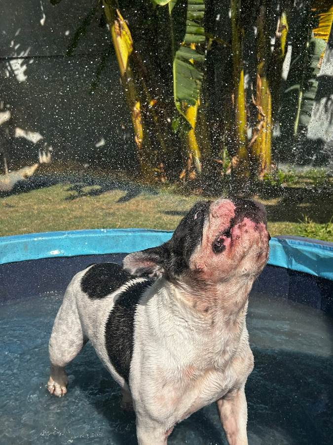 Bulldog francês se sacudindo dentro da piscina e espalhando gotas d'água