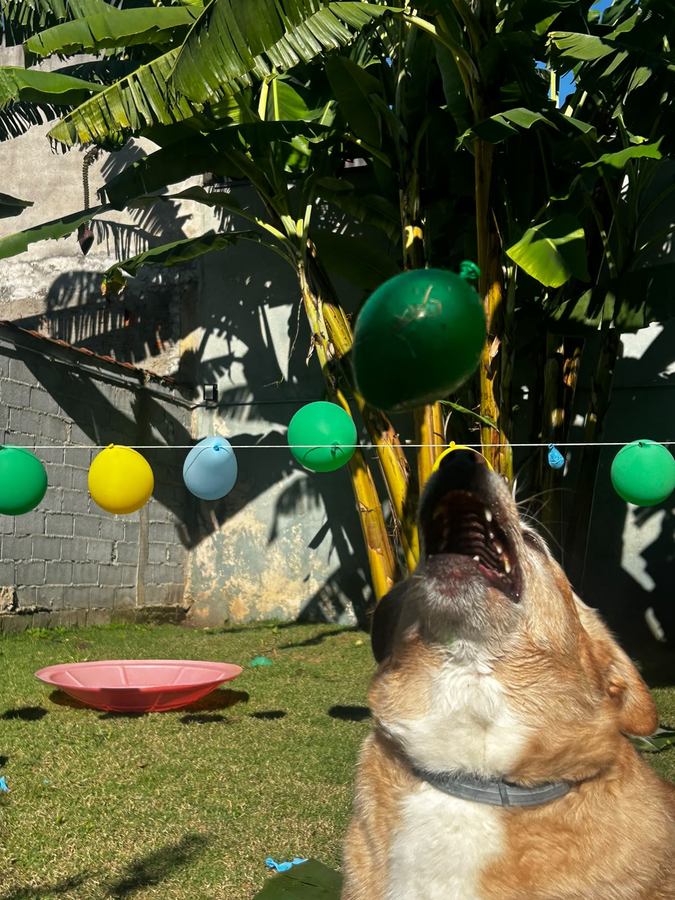 Cão pulando para alcançar balões coloridos pendurados em um varal, durante uma atividade