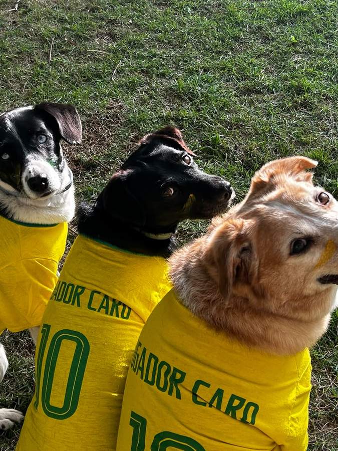 Três cães deitados na grama vestindo camisas amarelas, em um dia temático