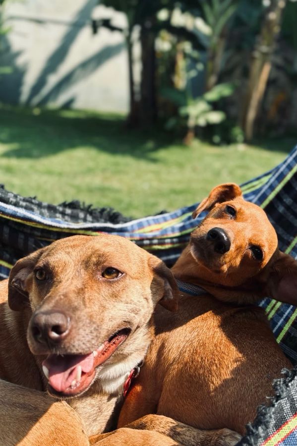 Dois cães descansando juntos em uma rede, ao sol, com o jardim ao fundo