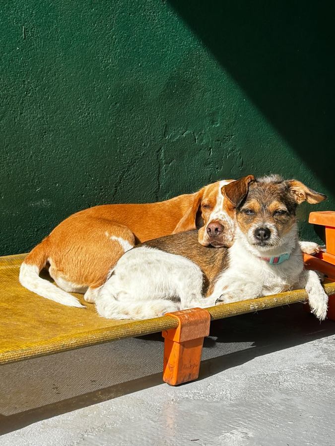 Dois cães dormindo abraçados em uma caminha suspensa, tomando sol